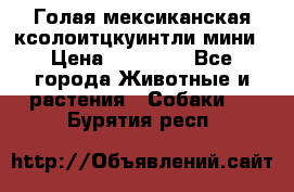 Голая мексиканская ксолоитцкуинтли мини › Цена ­ 20 000 - Все города Животные и растения » Собаки   . Бурятия респ.